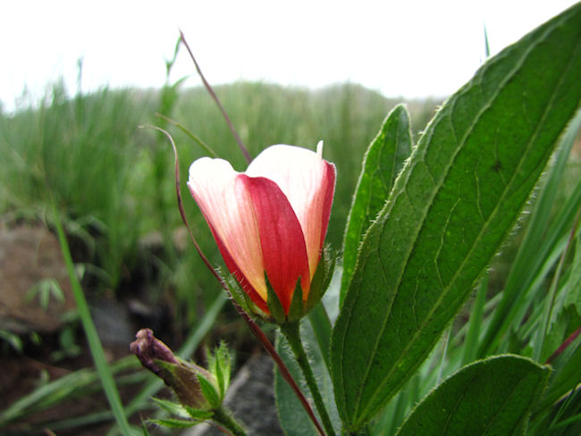 Hibiscus aethiopicus